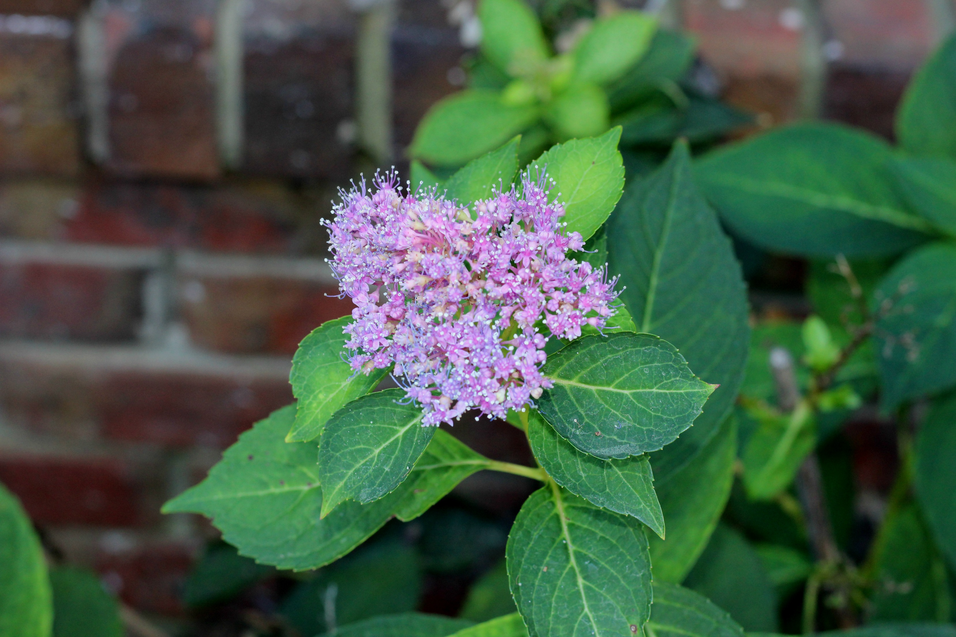 hydrangeas-are-still-blooming